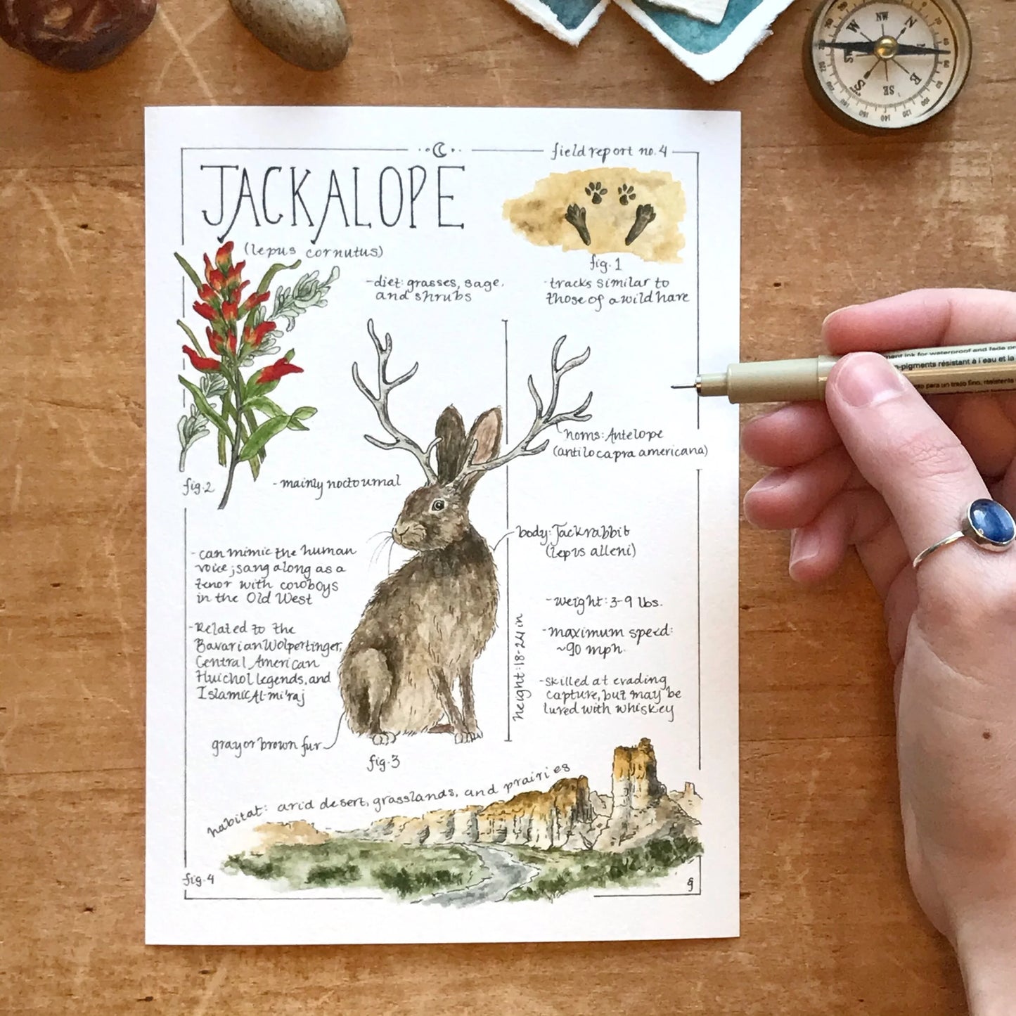 Jackalope Field Report Giclée Print
