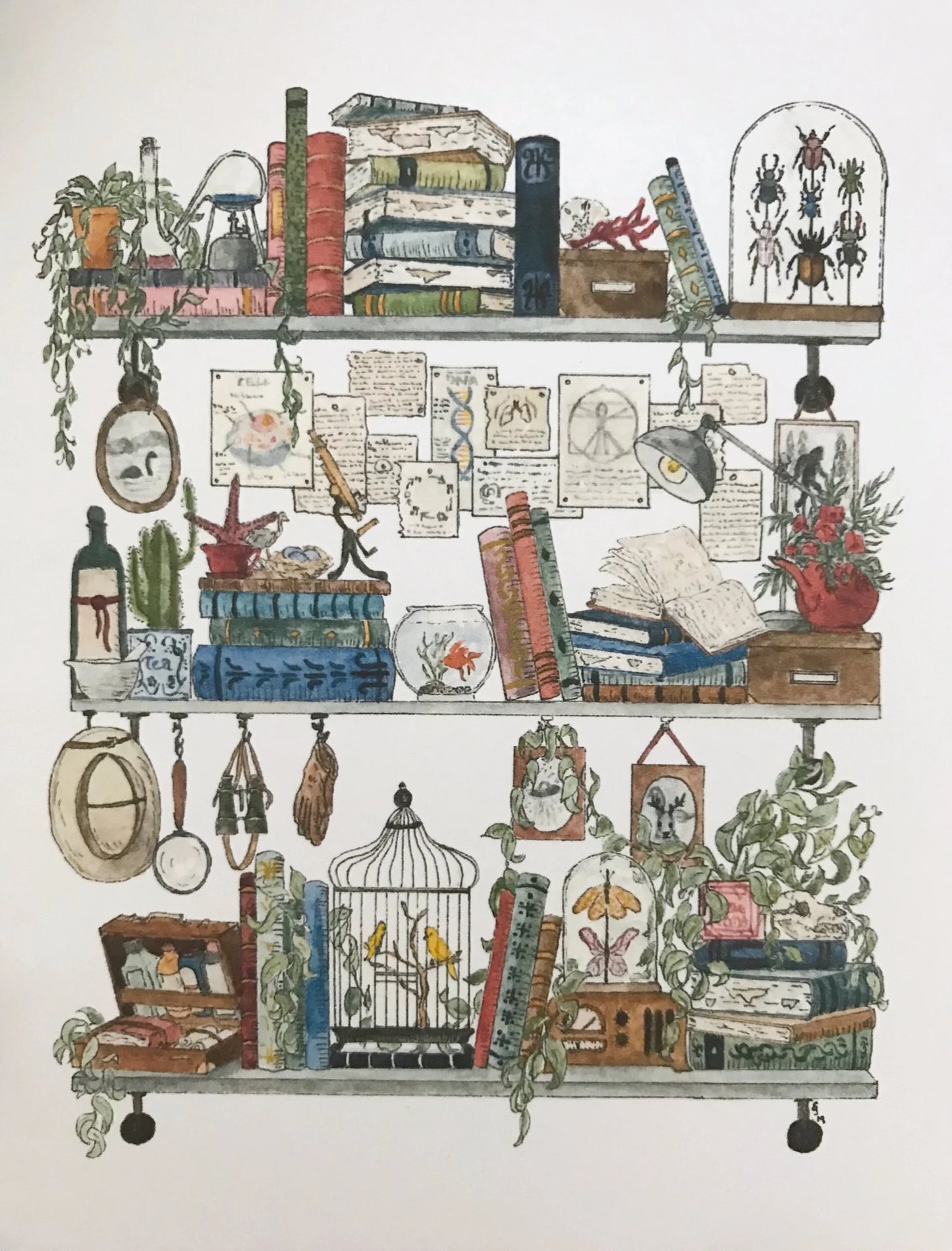 The Biologist's Shelves Postcard