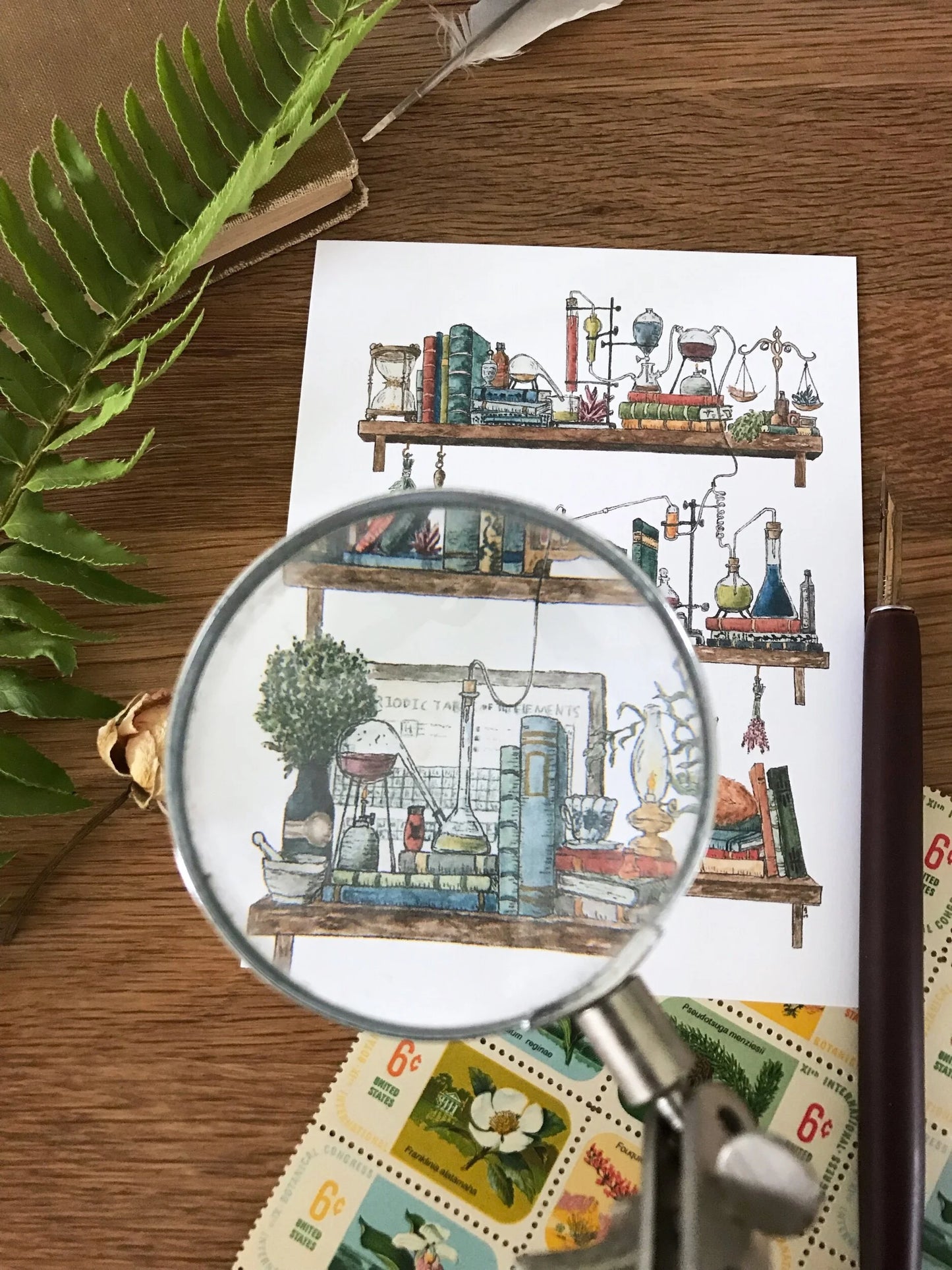 The Chemist's Shelves Postcard