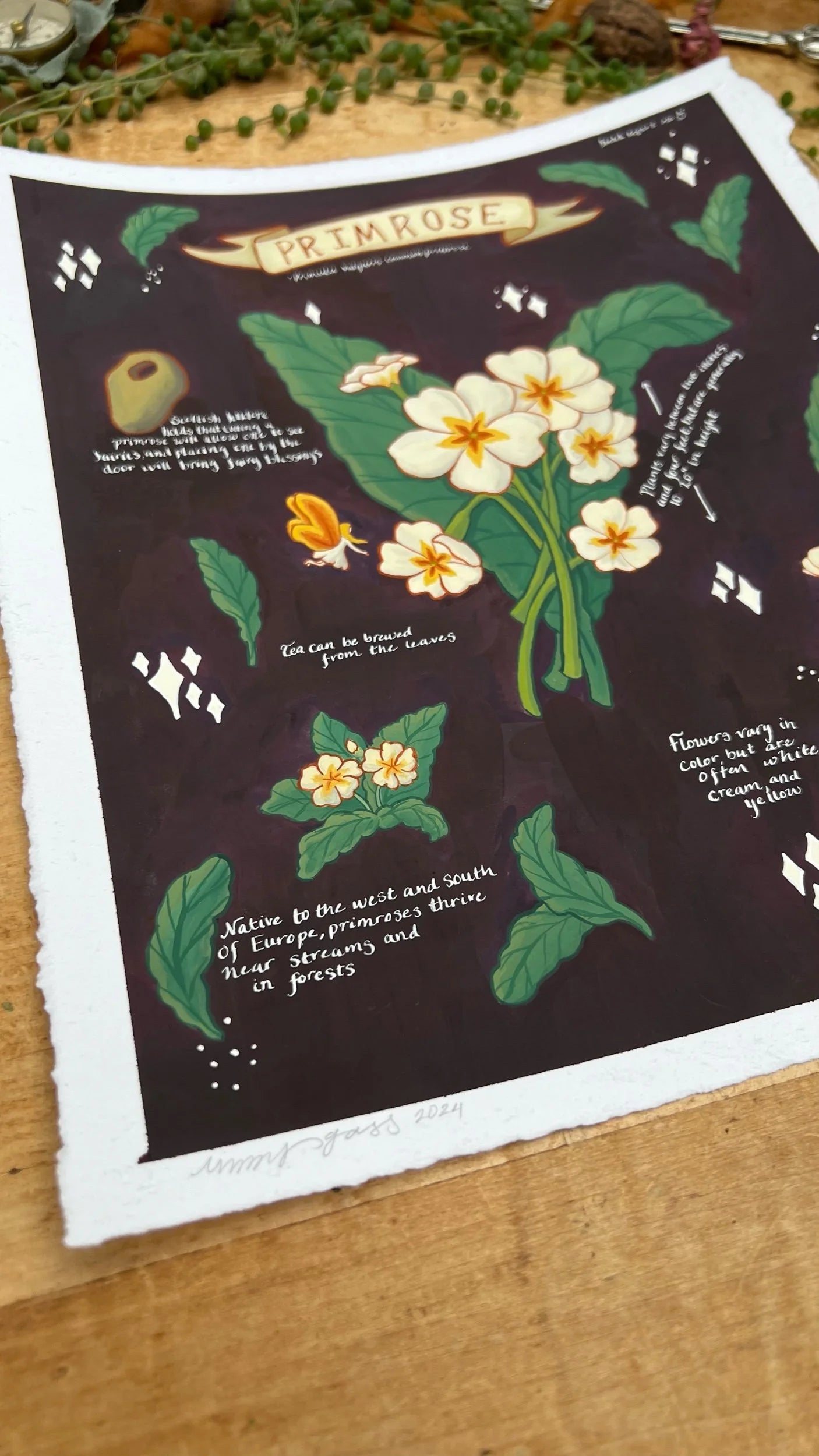 Original Primroses Field Report
