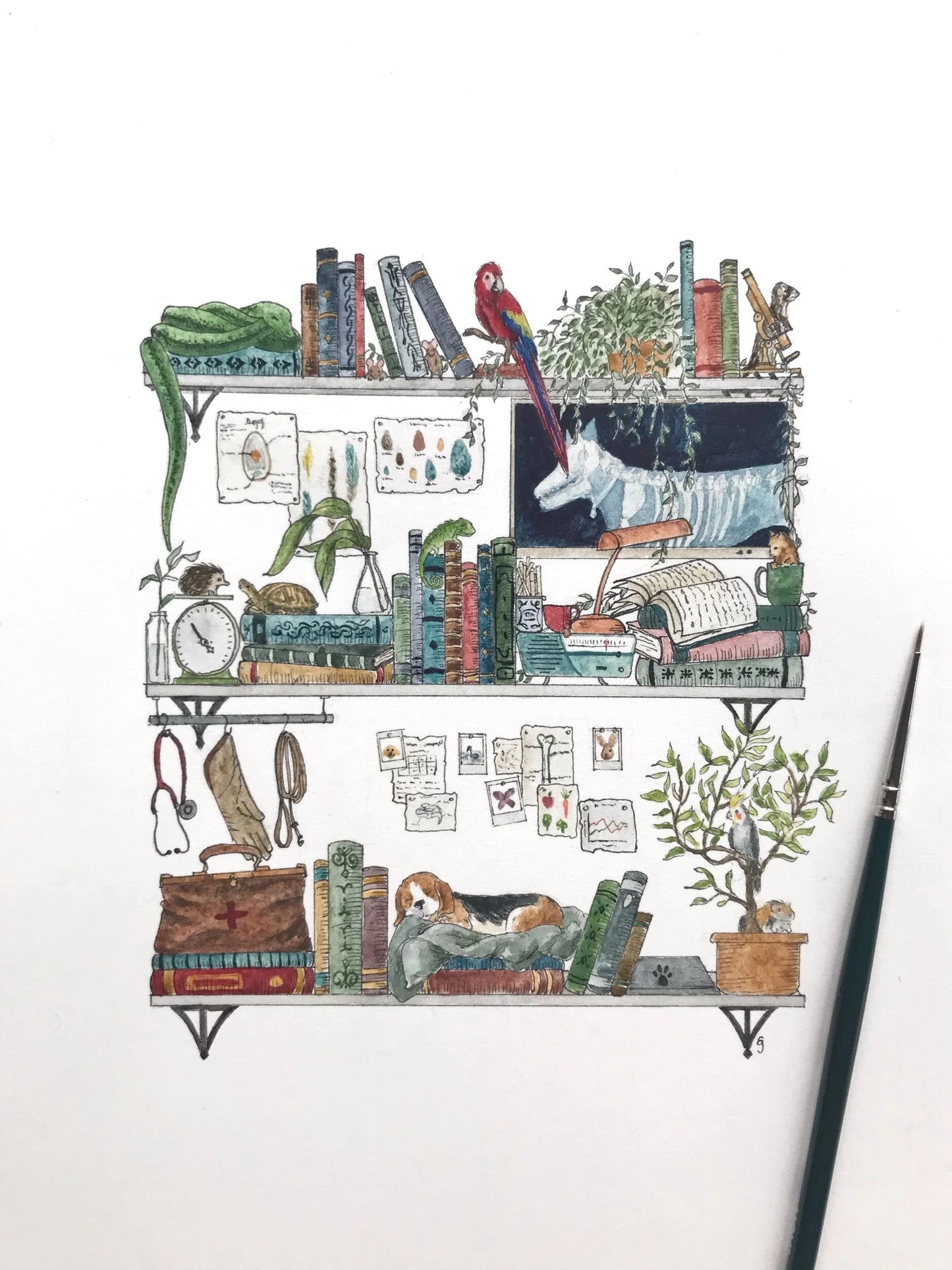 The Veterinarian's Shelves Giclée Print