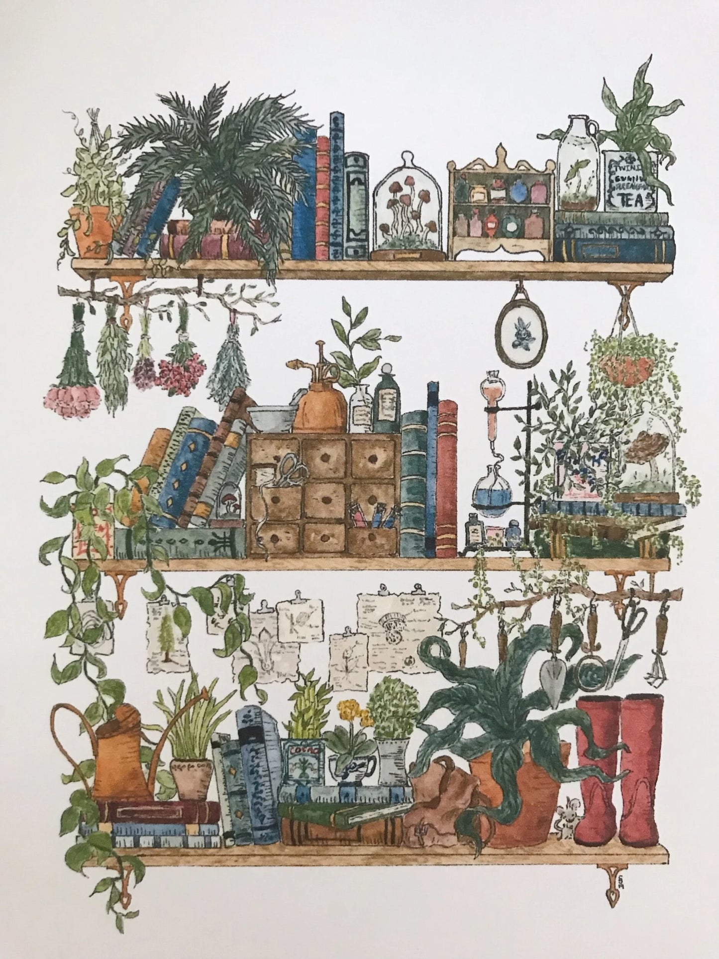 The Botanist's Shelves Postcard