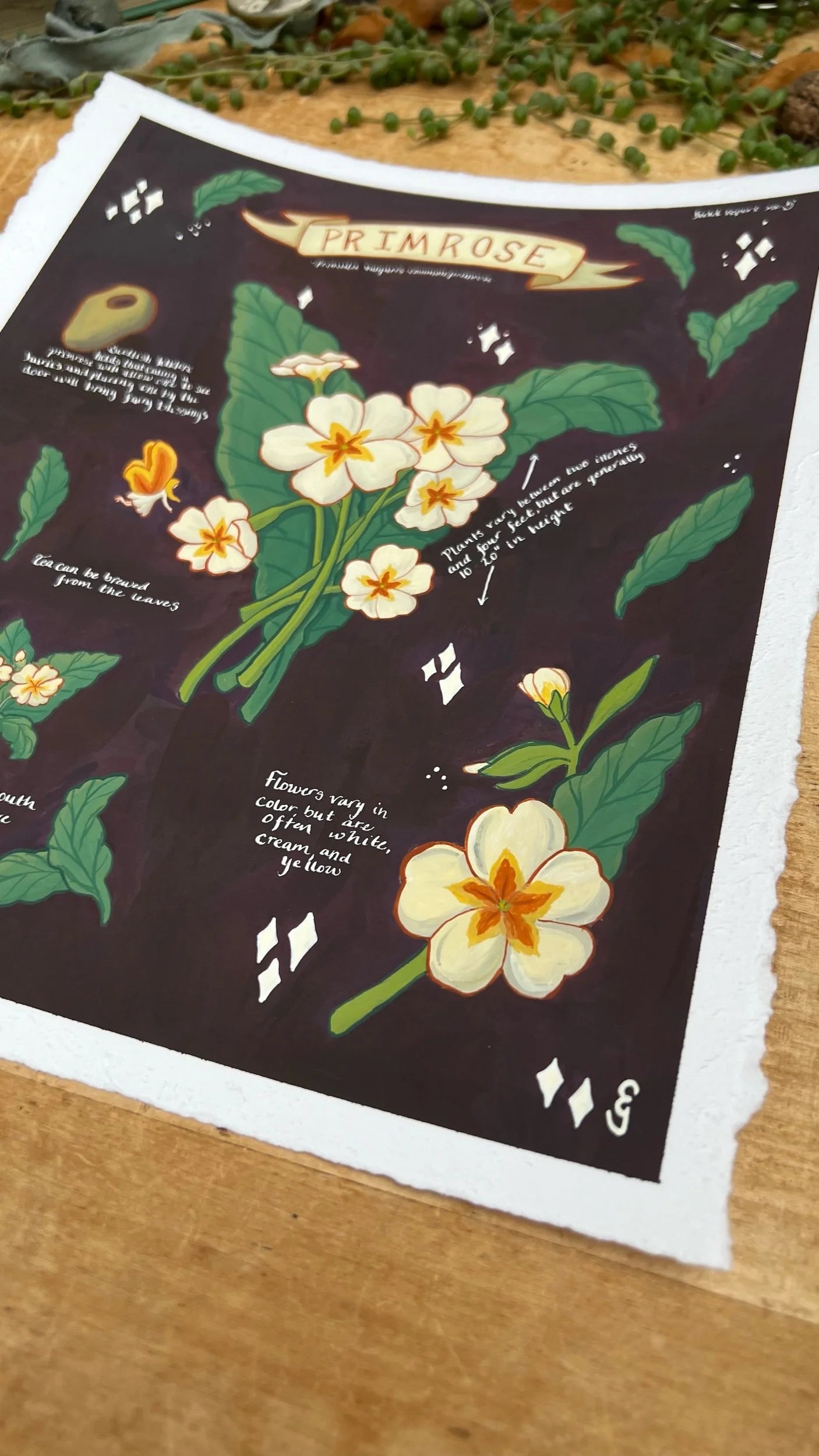 Original Primroses Field Report