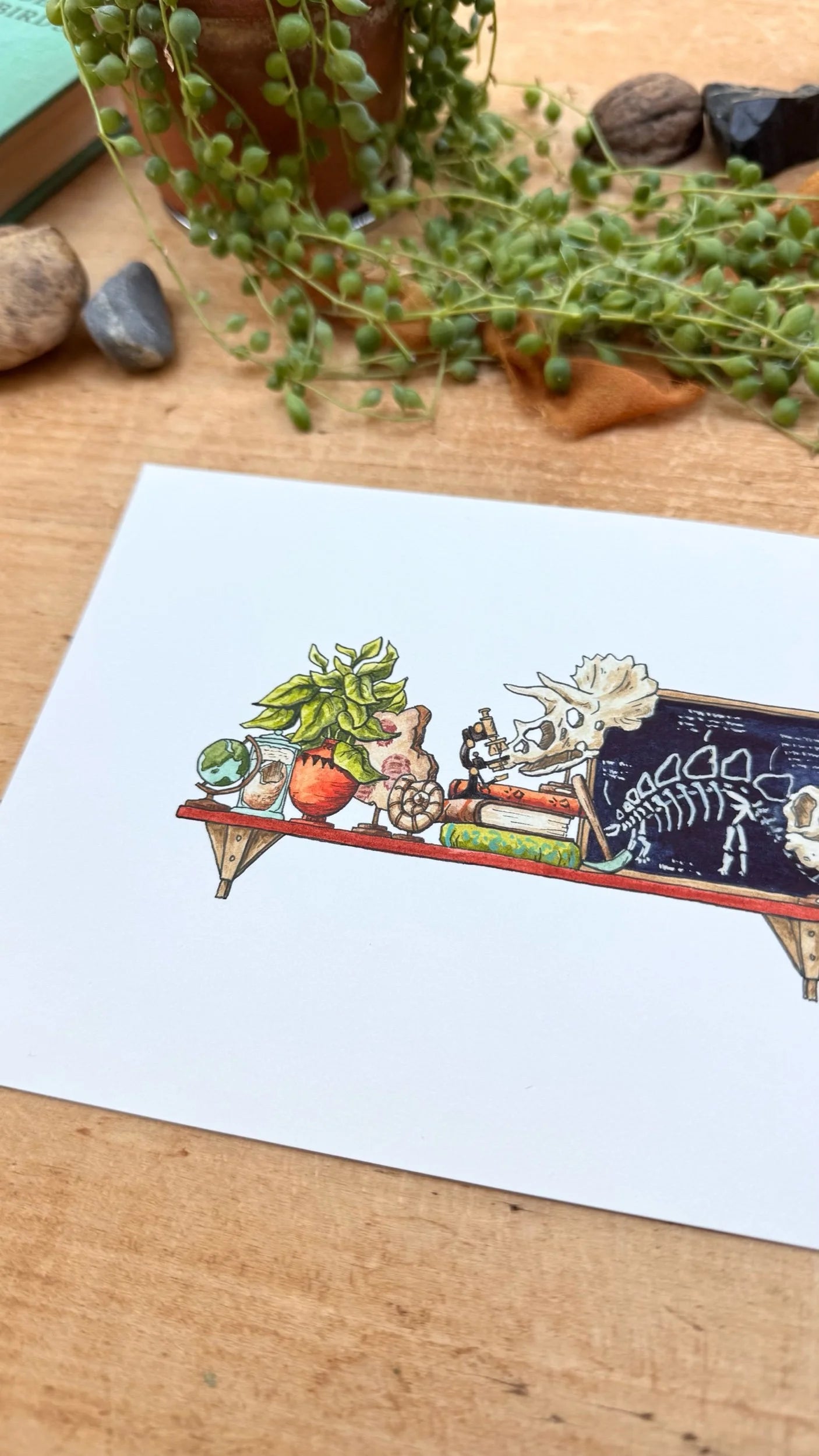 Original Mini Paleontologist's Shelf Illustration