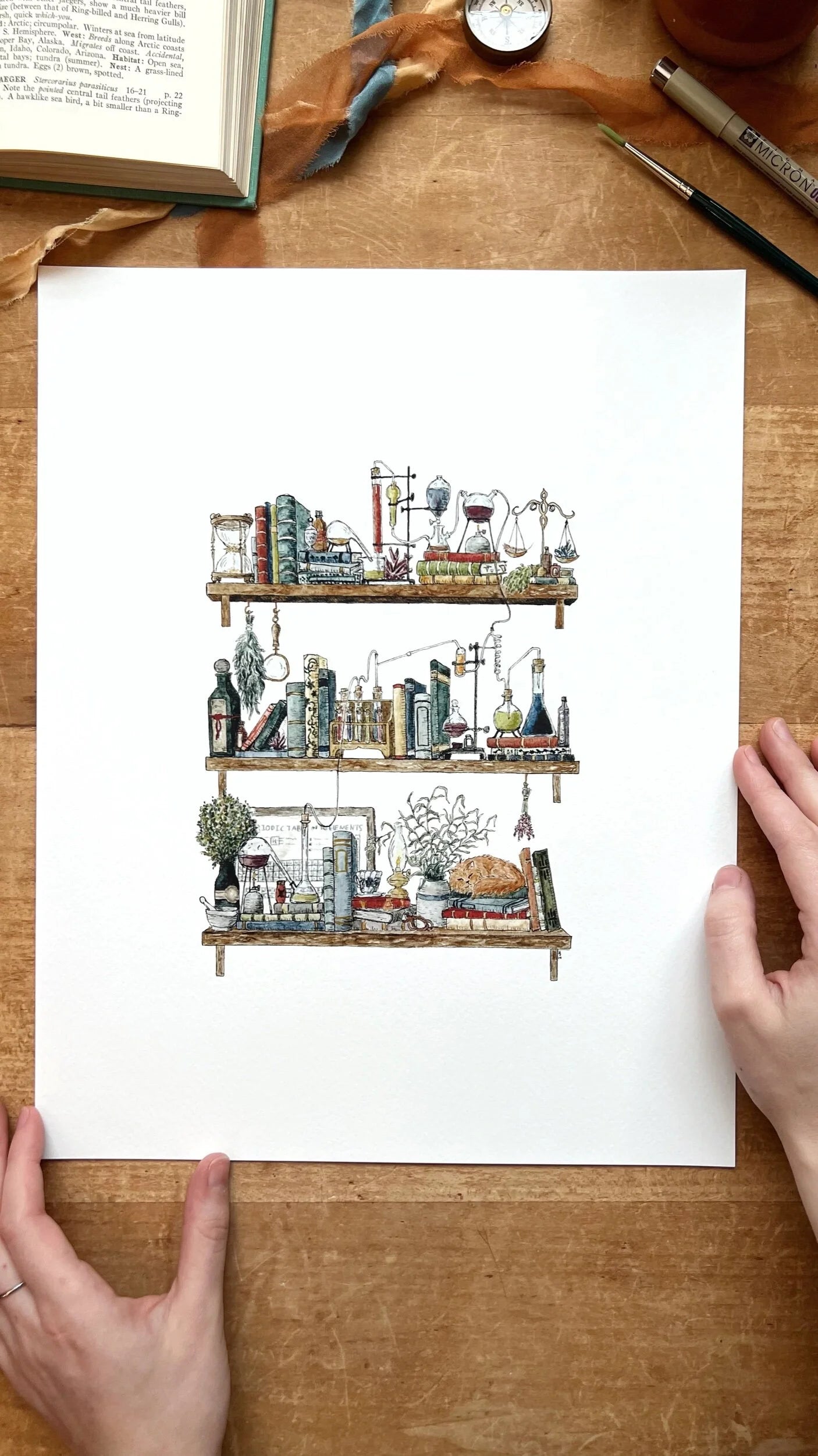 The Chemist's Shelves Giclée Print
