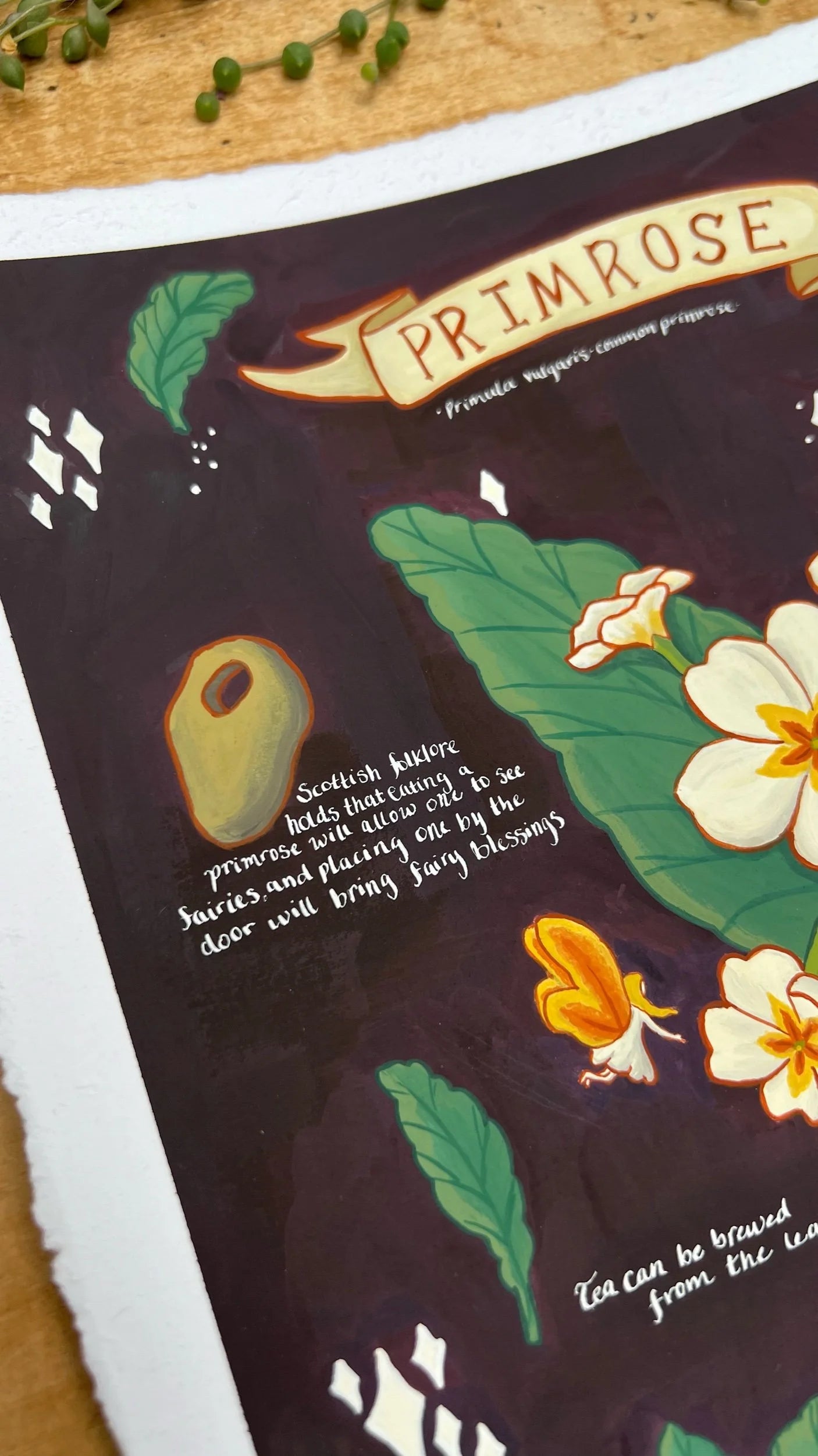 Original Primroses Field Report