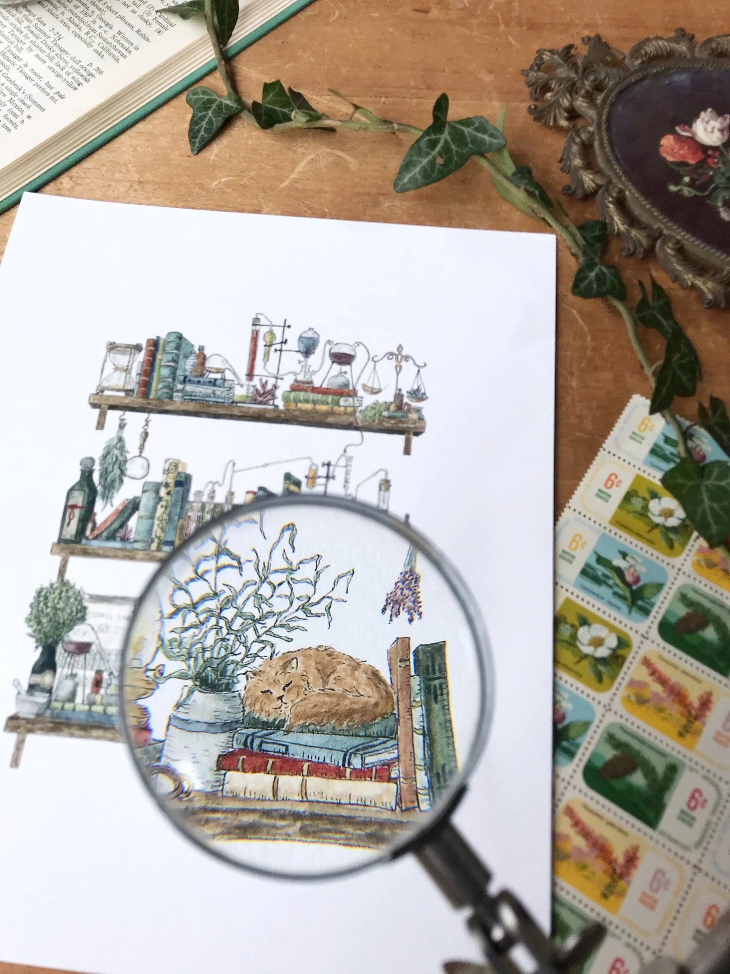 The Chemist's Shelves Giclée Print