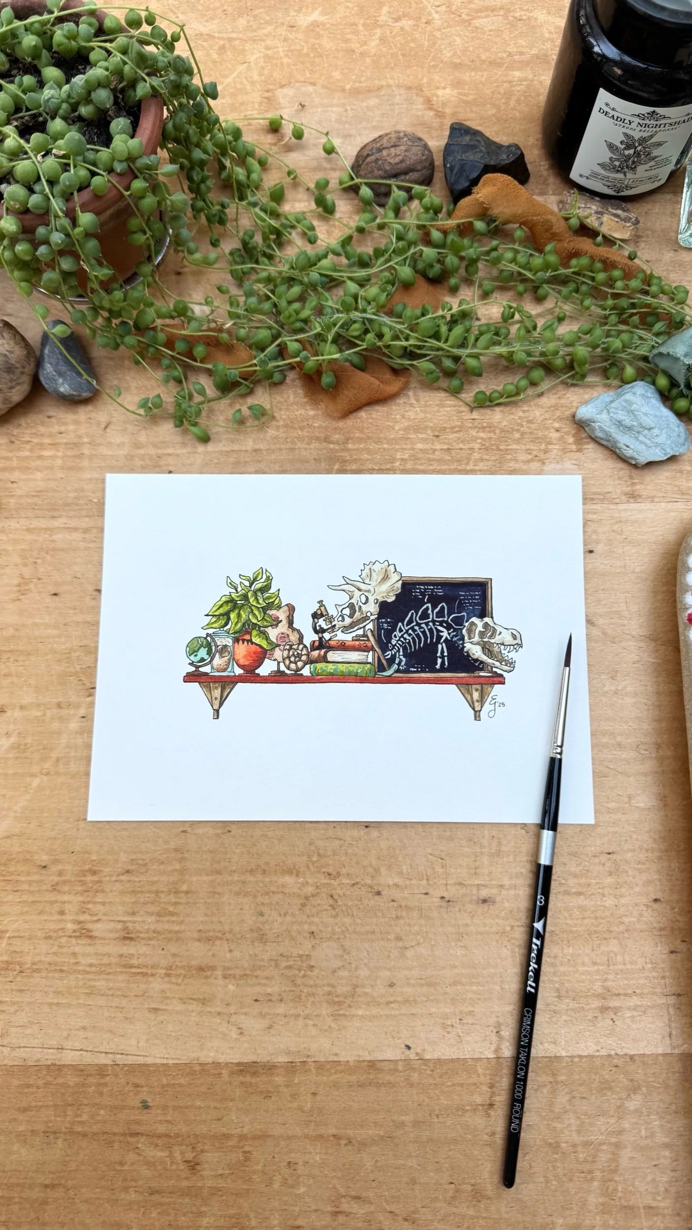 Original Mini Paleontologist's Shelf Illustration