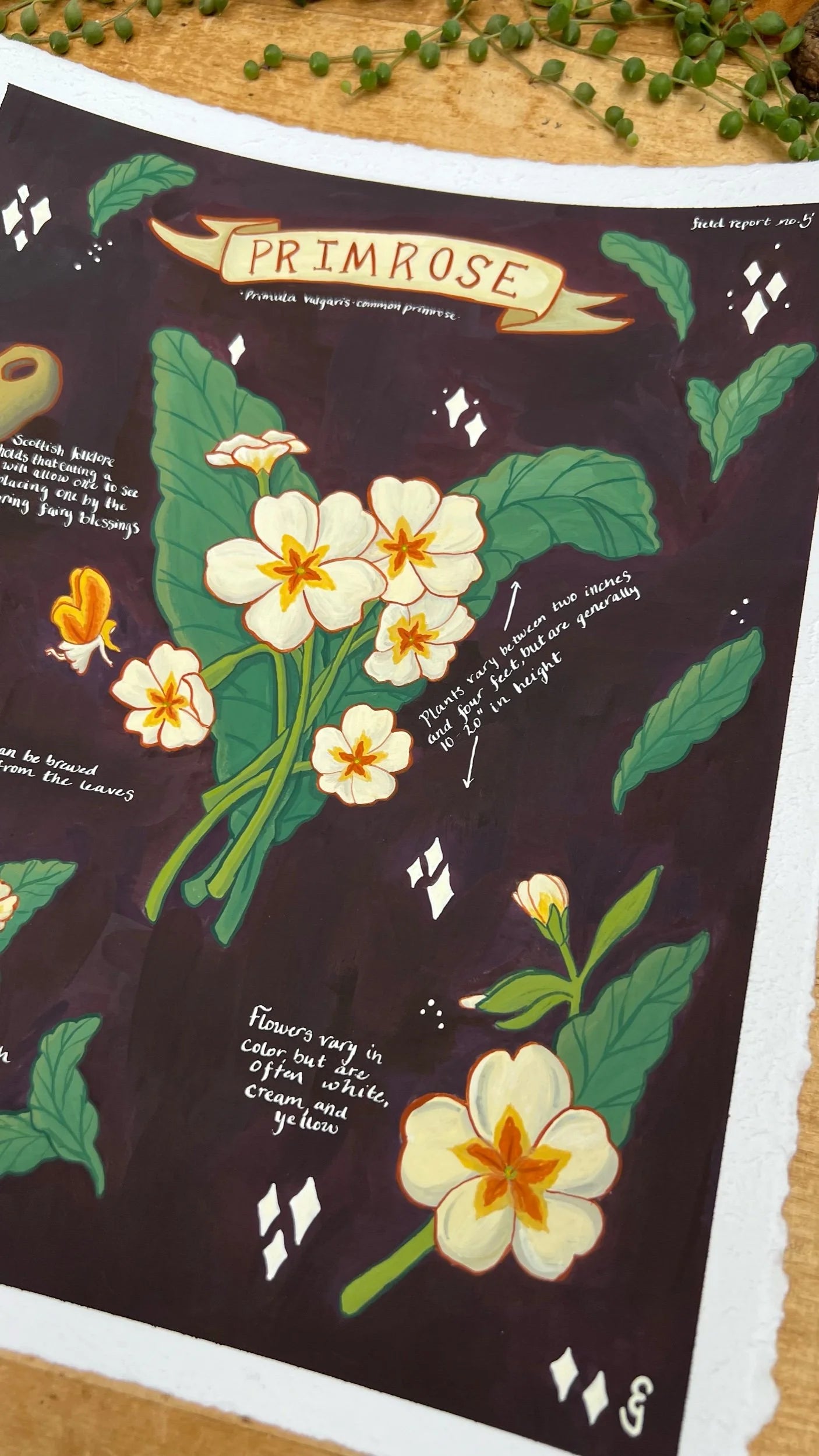 Original Primroses Field Report