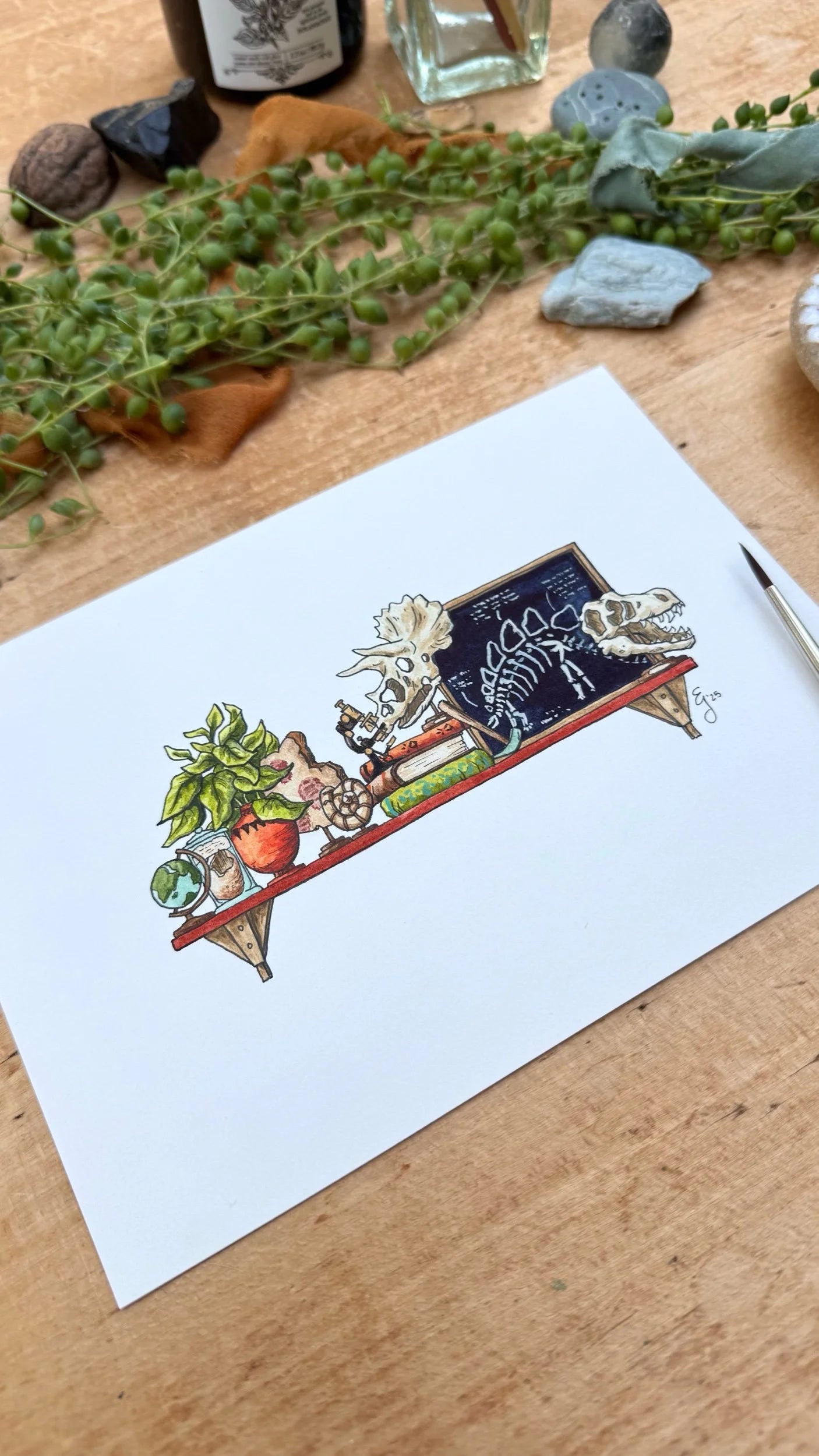 Original Mini Paleontologist's Shelf Illustration