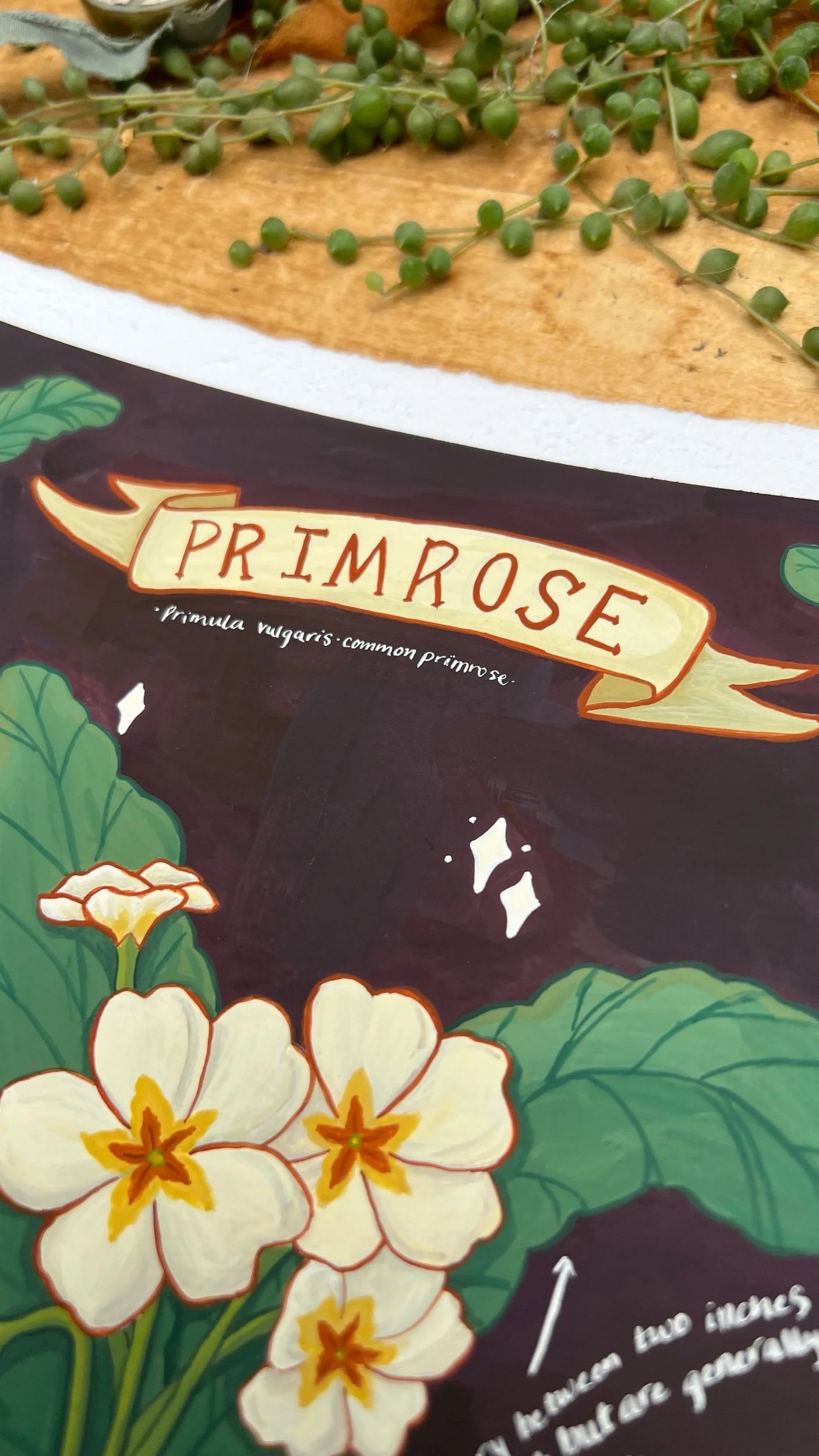 Original Primroses Field Report