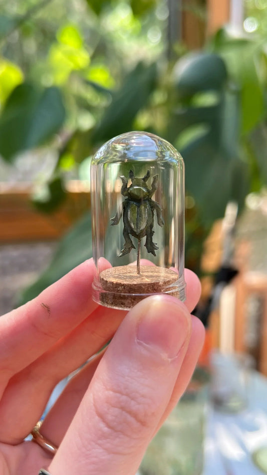 Jewel Scarab Beetle Dome