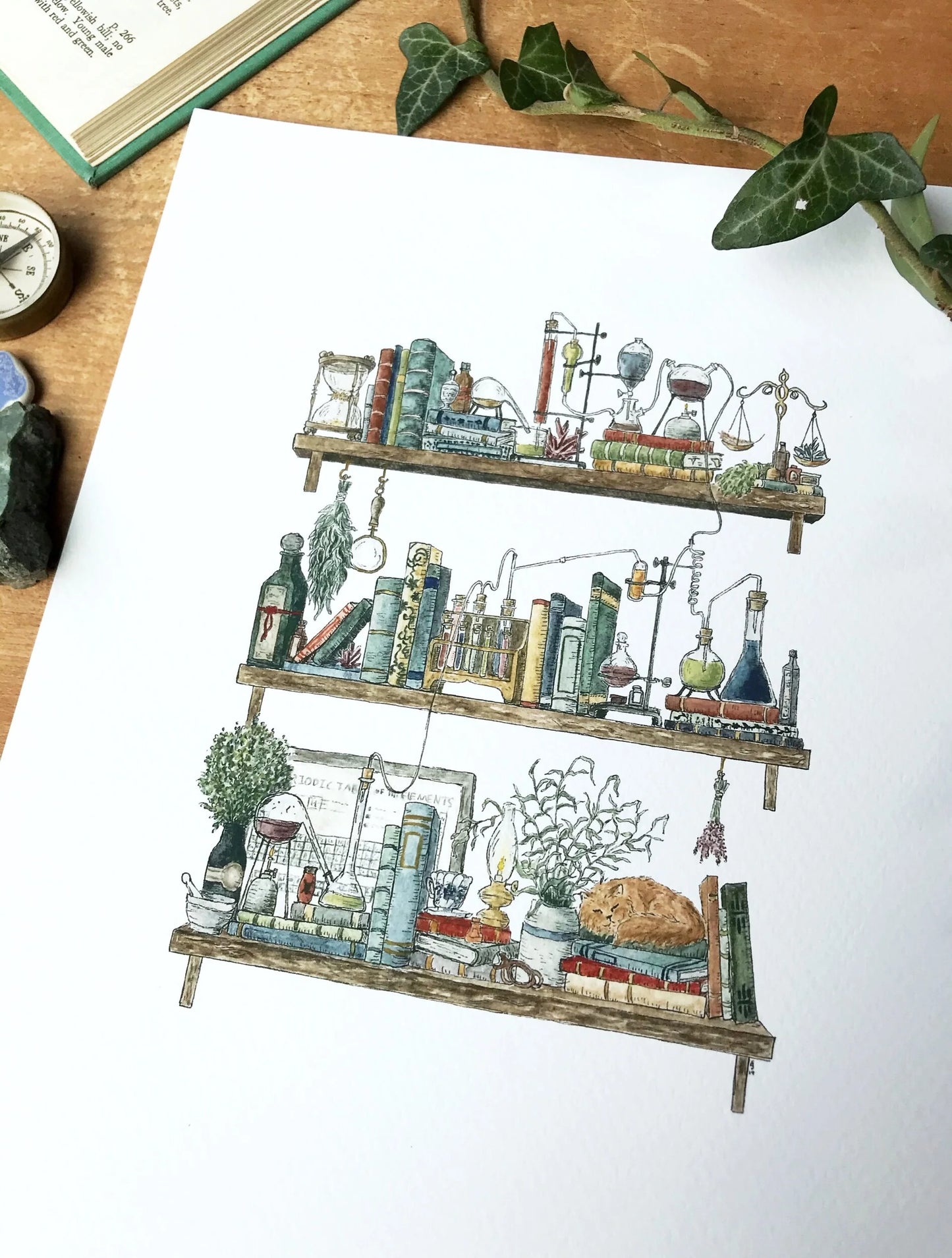 The Chemist's Shelves Giclée Print