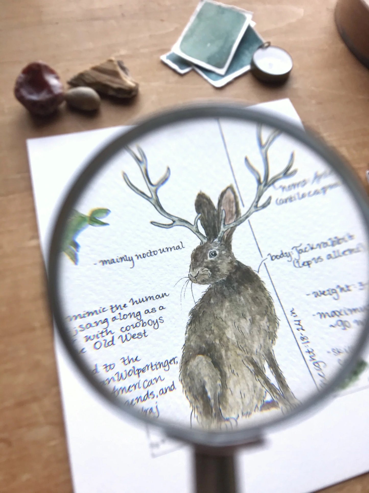 Jackalope Field Report Giclée Print