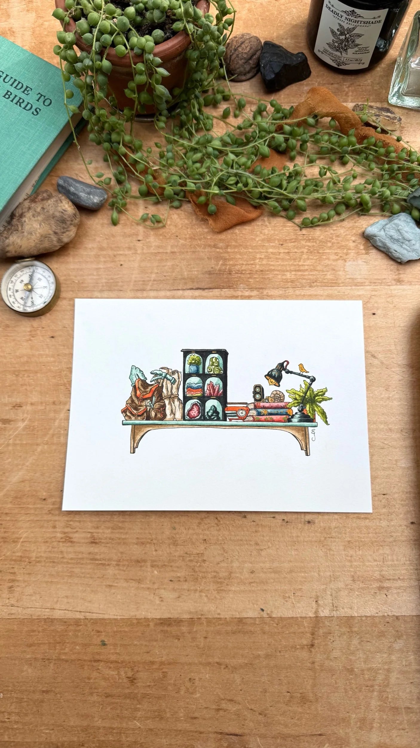 Original Mini Geologist's Shelf Illustration