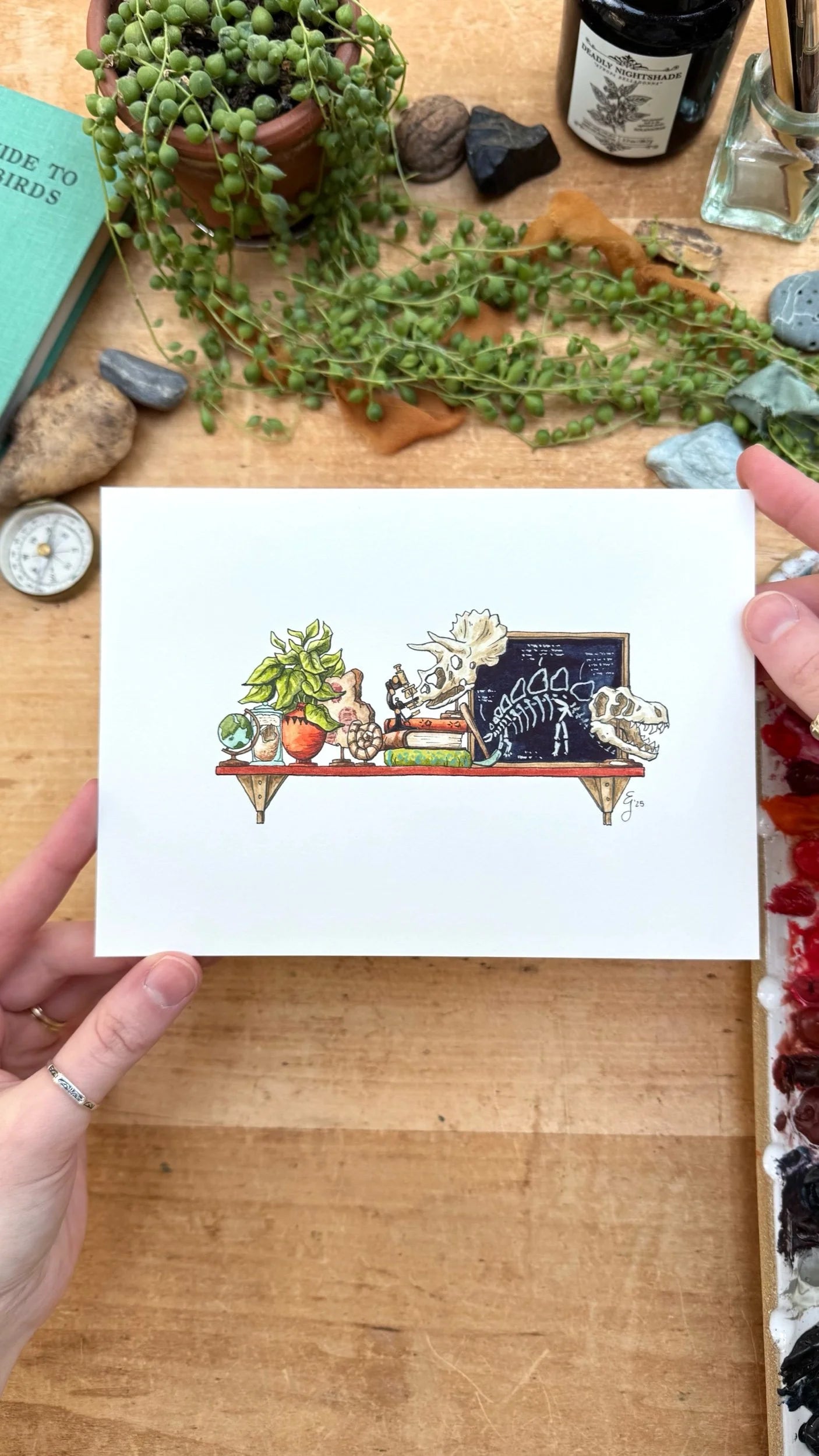 Original Mini Paleontologist's Shelf Illustration