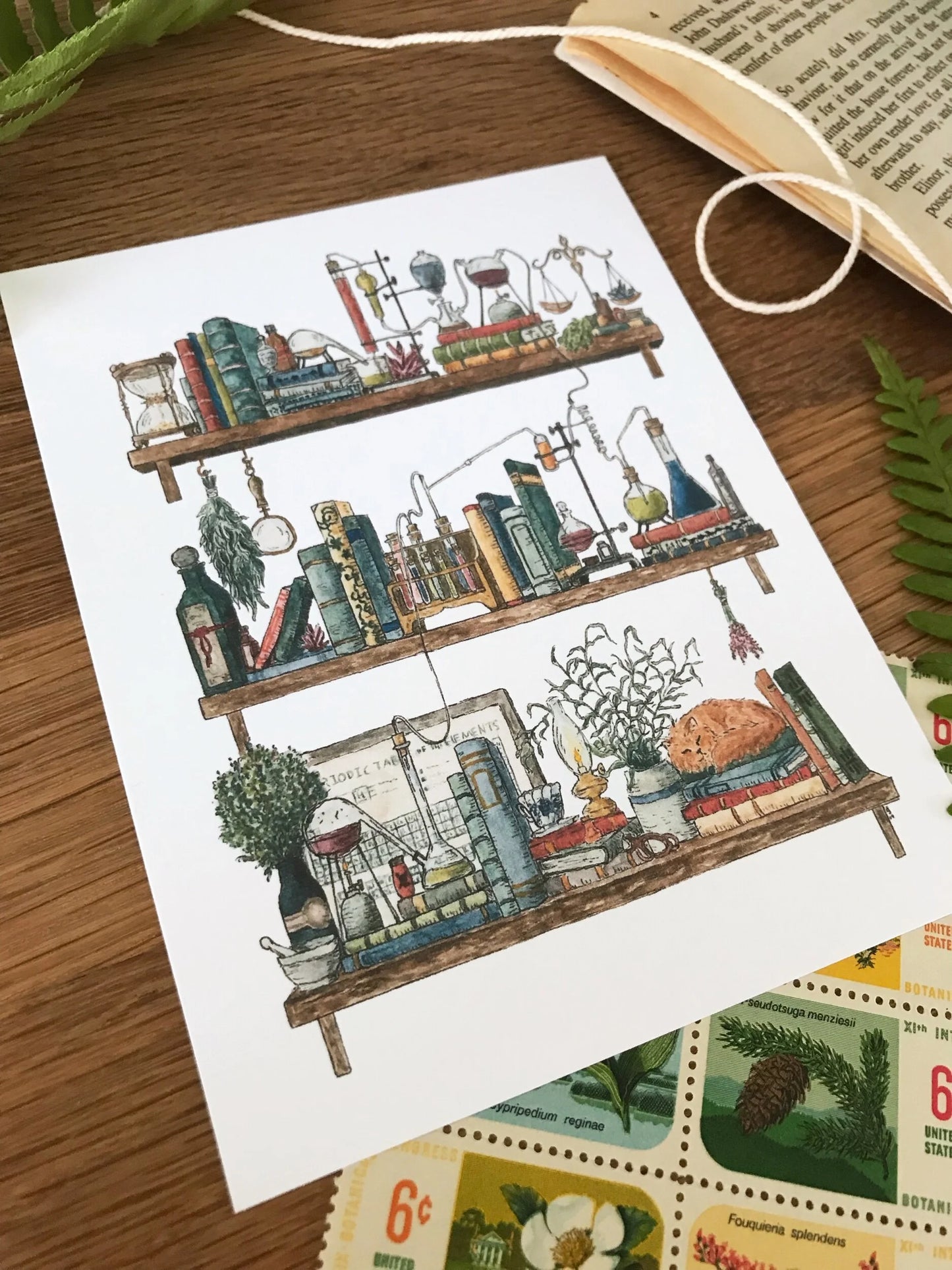 The Chemist's Shelves Postcard