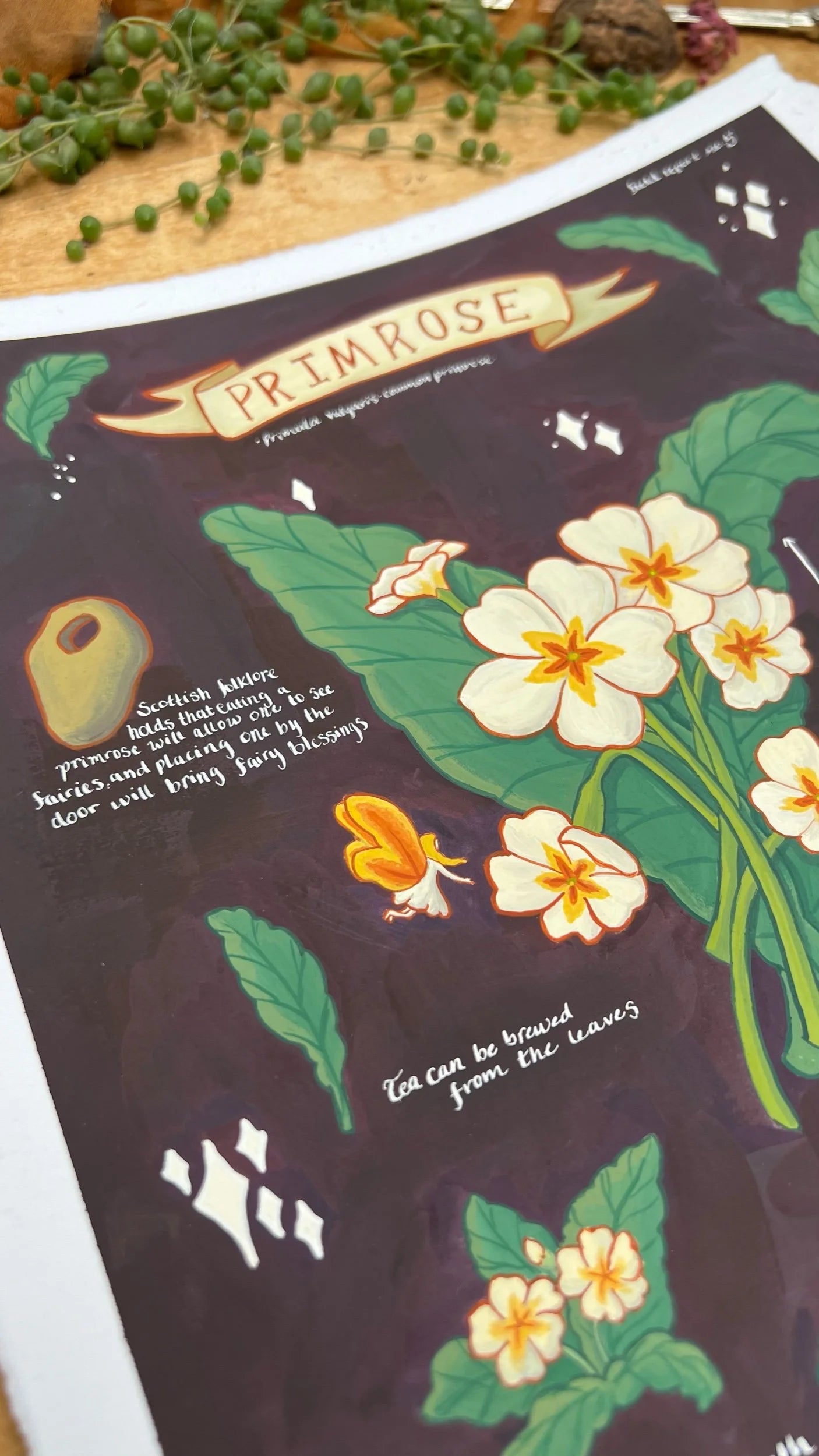 Original Primroses Field Report