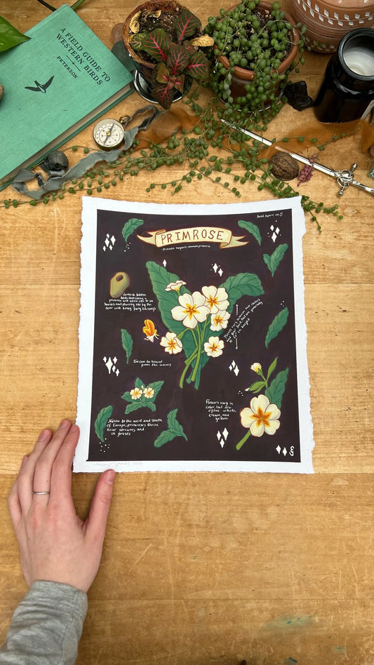 Original Primroses Field Report