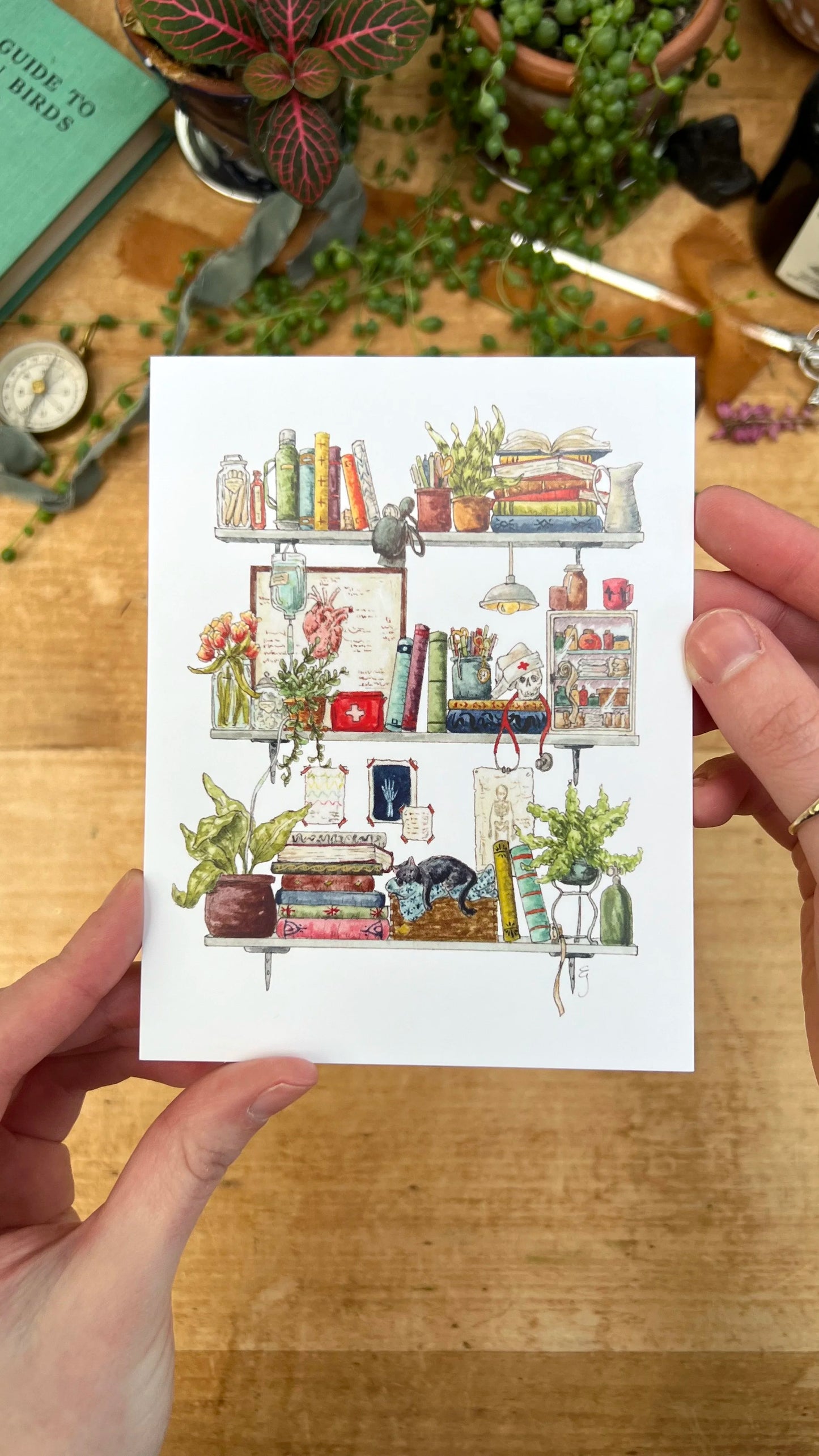 Vol. 4: Natural History Postcard Set